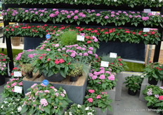 Last but not least, Benary adeed some new genetics to its Penta Grafitti series. Especially worth mentioning is the flirty pink, the first bi-colour from seed ever.